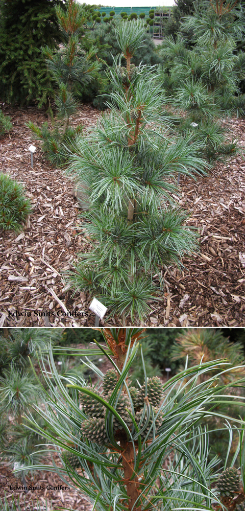 Pinus koraiensis 'Shibamichi'